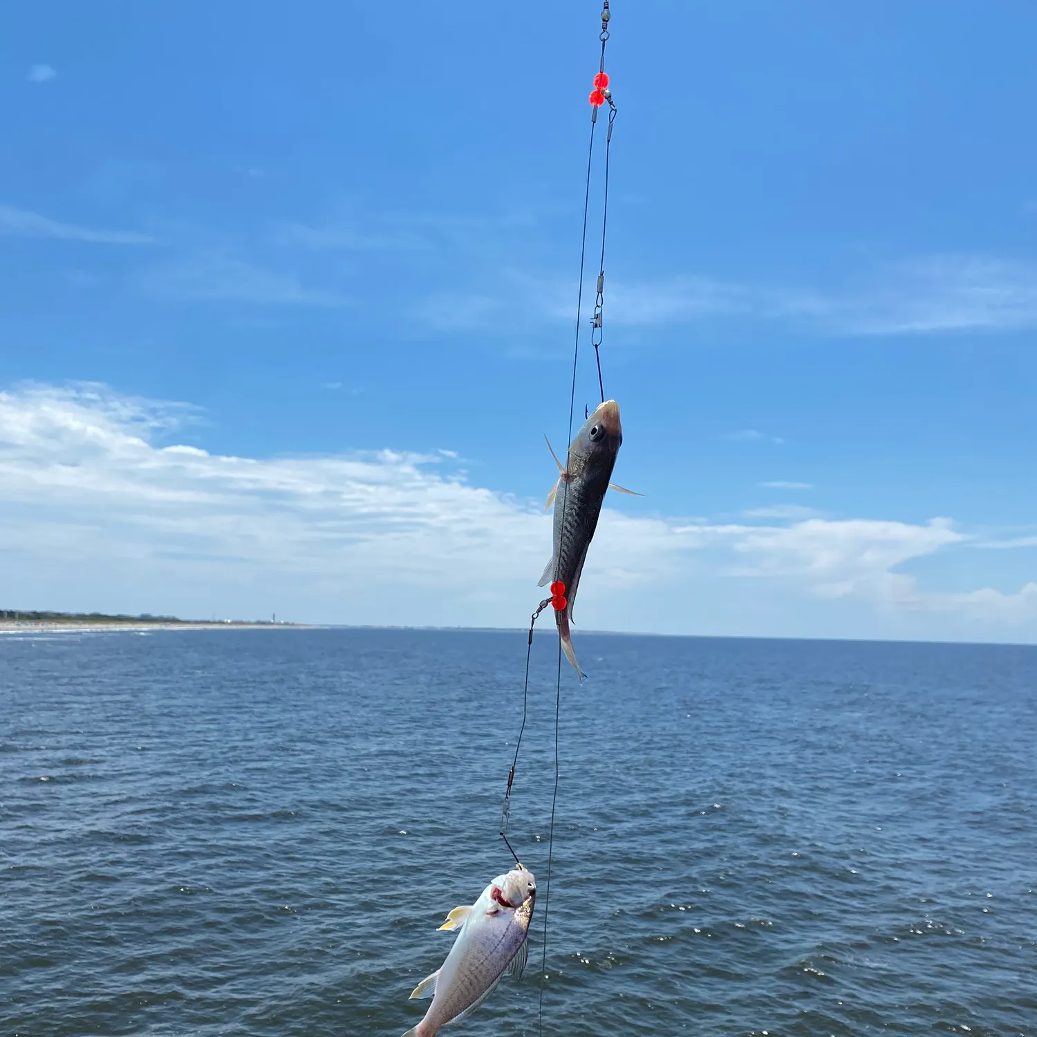 The most recent Whitemouth croaker catches on Fishbrain