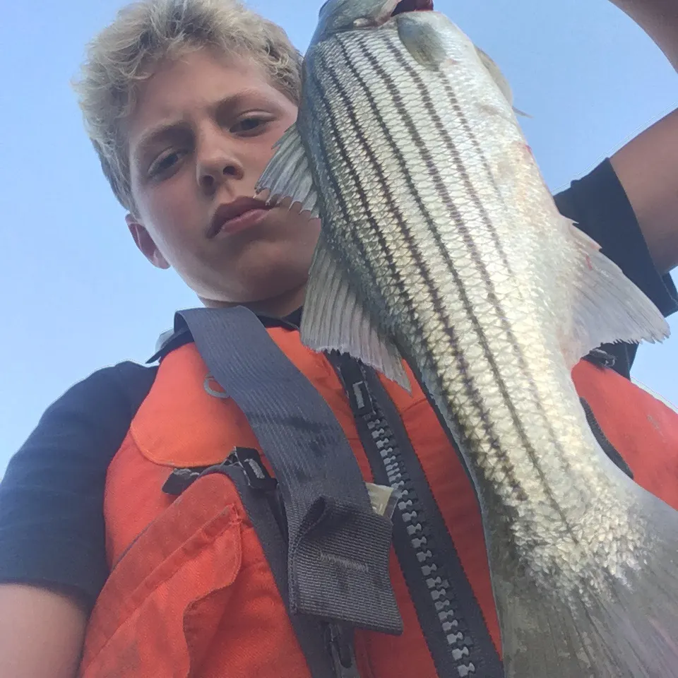 Striped bass caught on Fishbrain