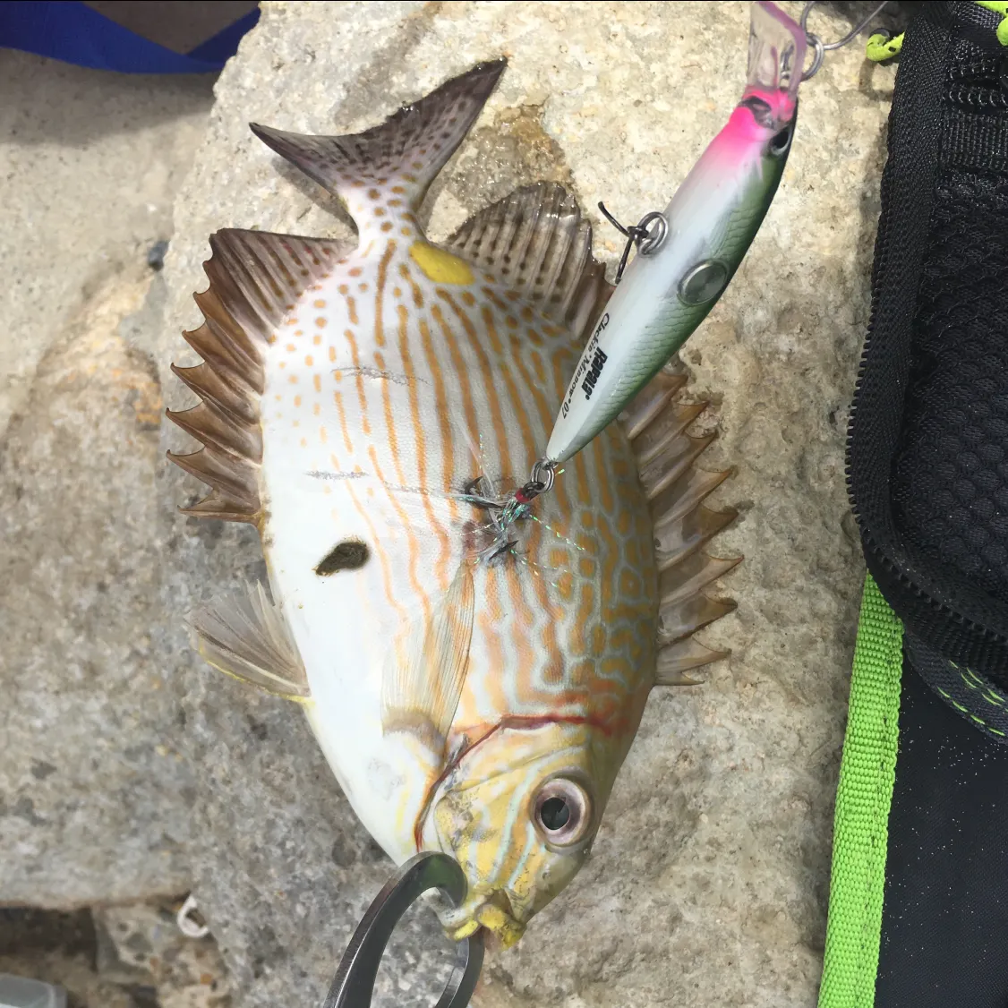 recently logged catches