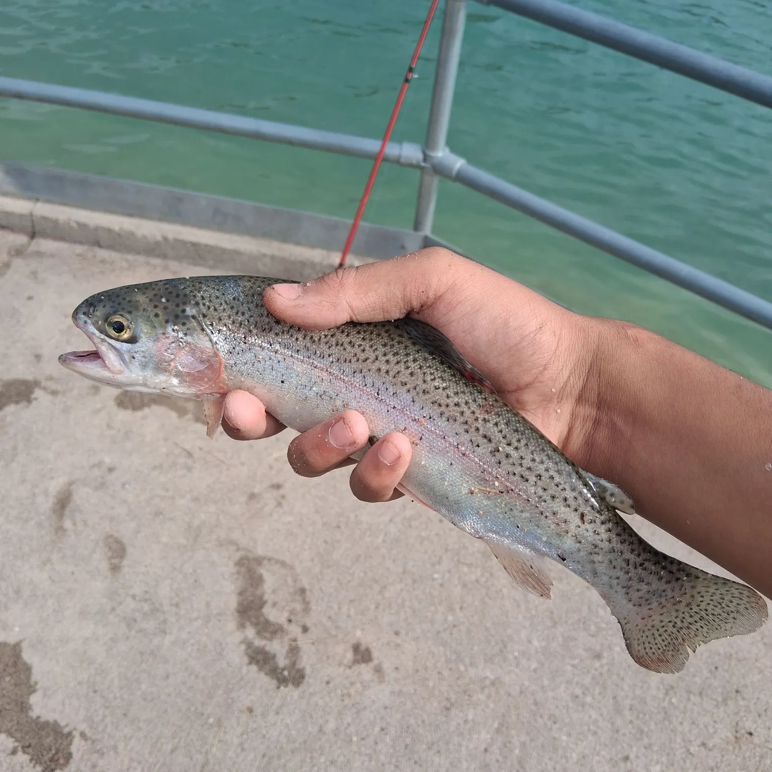 Rainbow trout caught on Fishbrain