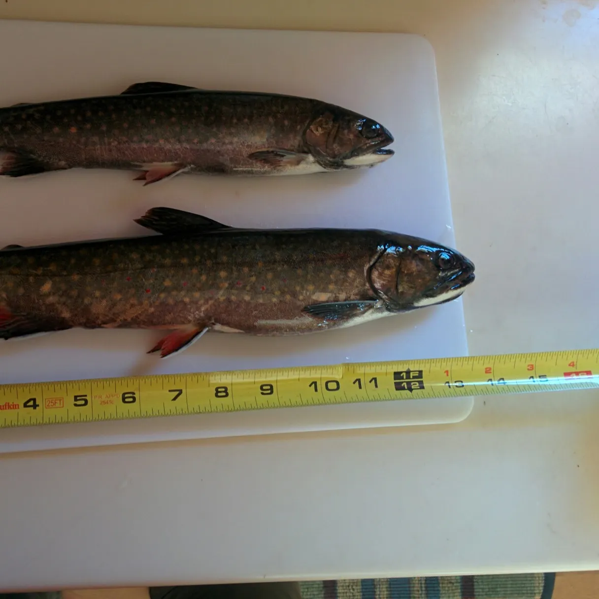 recently logged catches