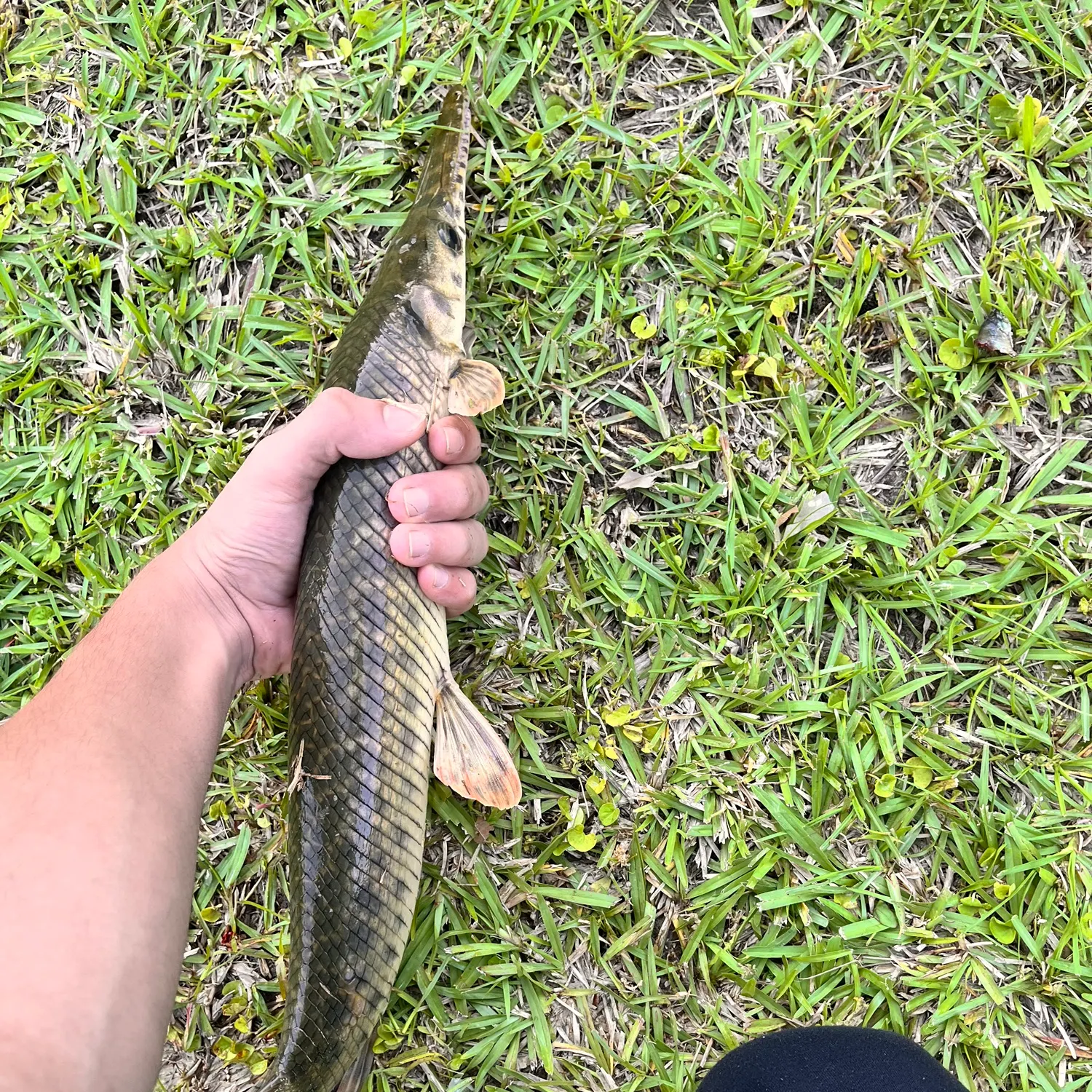 The most recent Spotted gar catches on Fishbrain