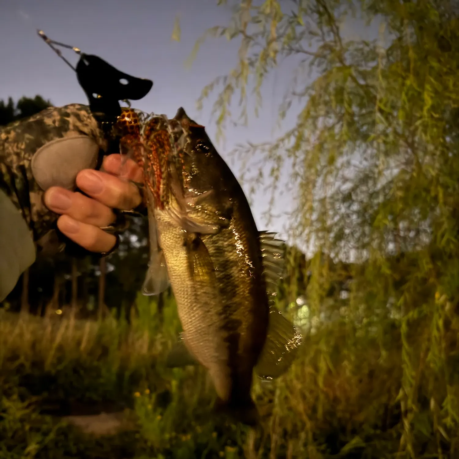 Largemouth bass caught on Fishbrain