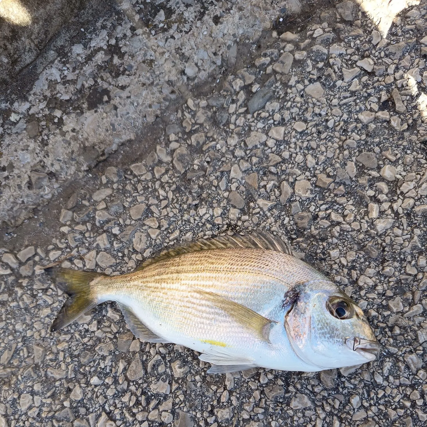 The most recent Gilthead seabream catches on Fishbrain
