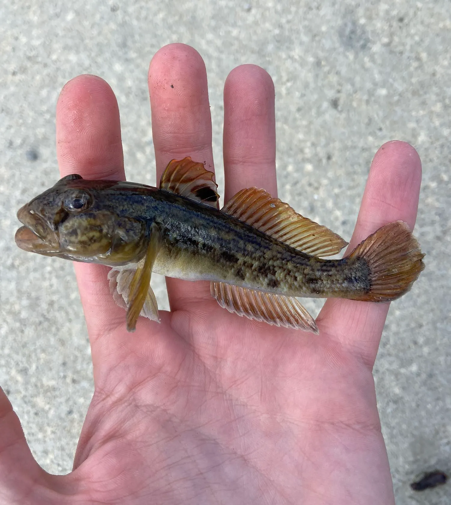 The most popular recent Round goby catch on Fishbrain