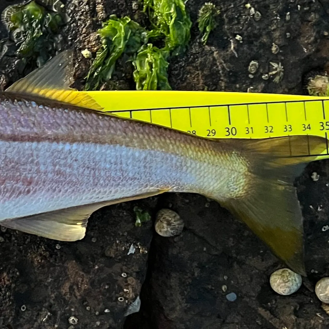 The most recent Longfin pike catches on Fishbrain
