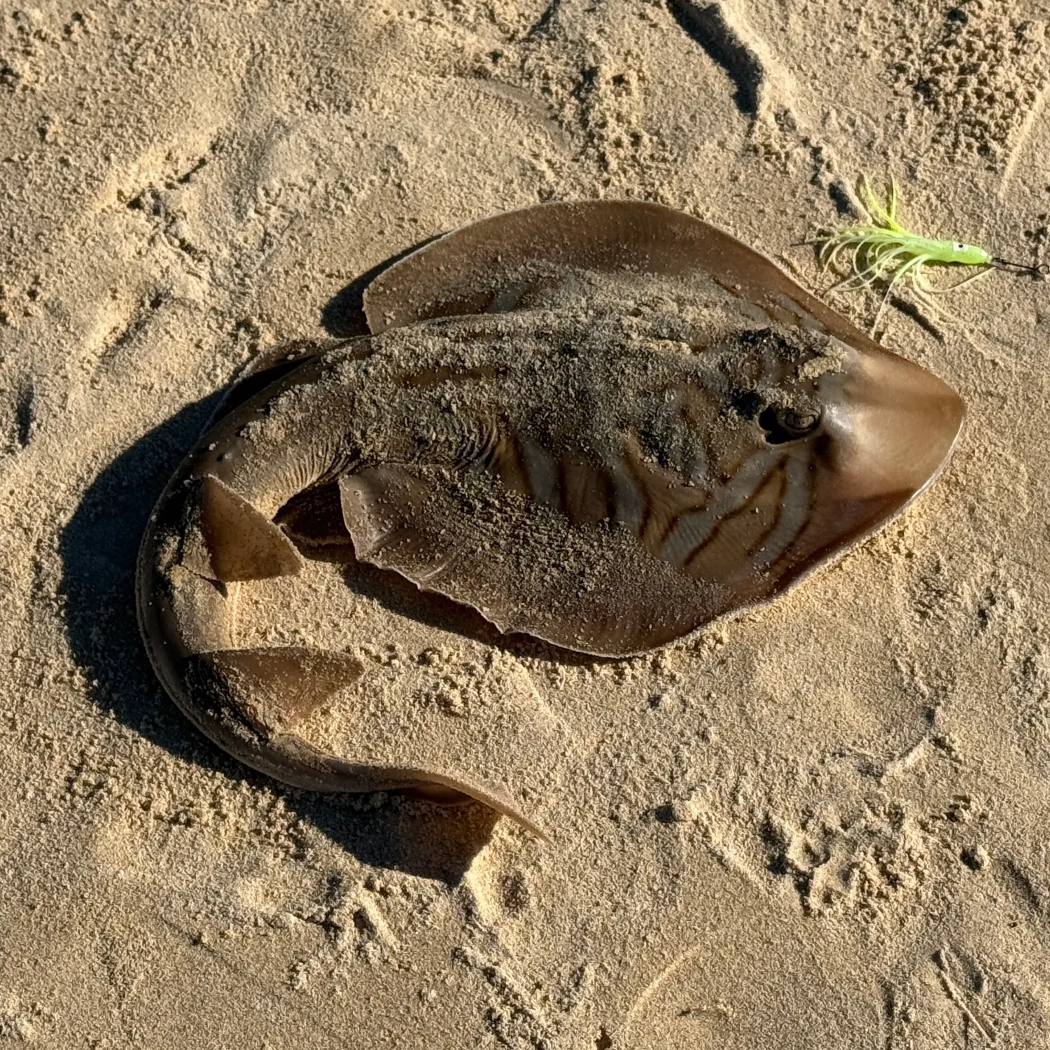 The most recent Southern fiddler catches on Fishbrain