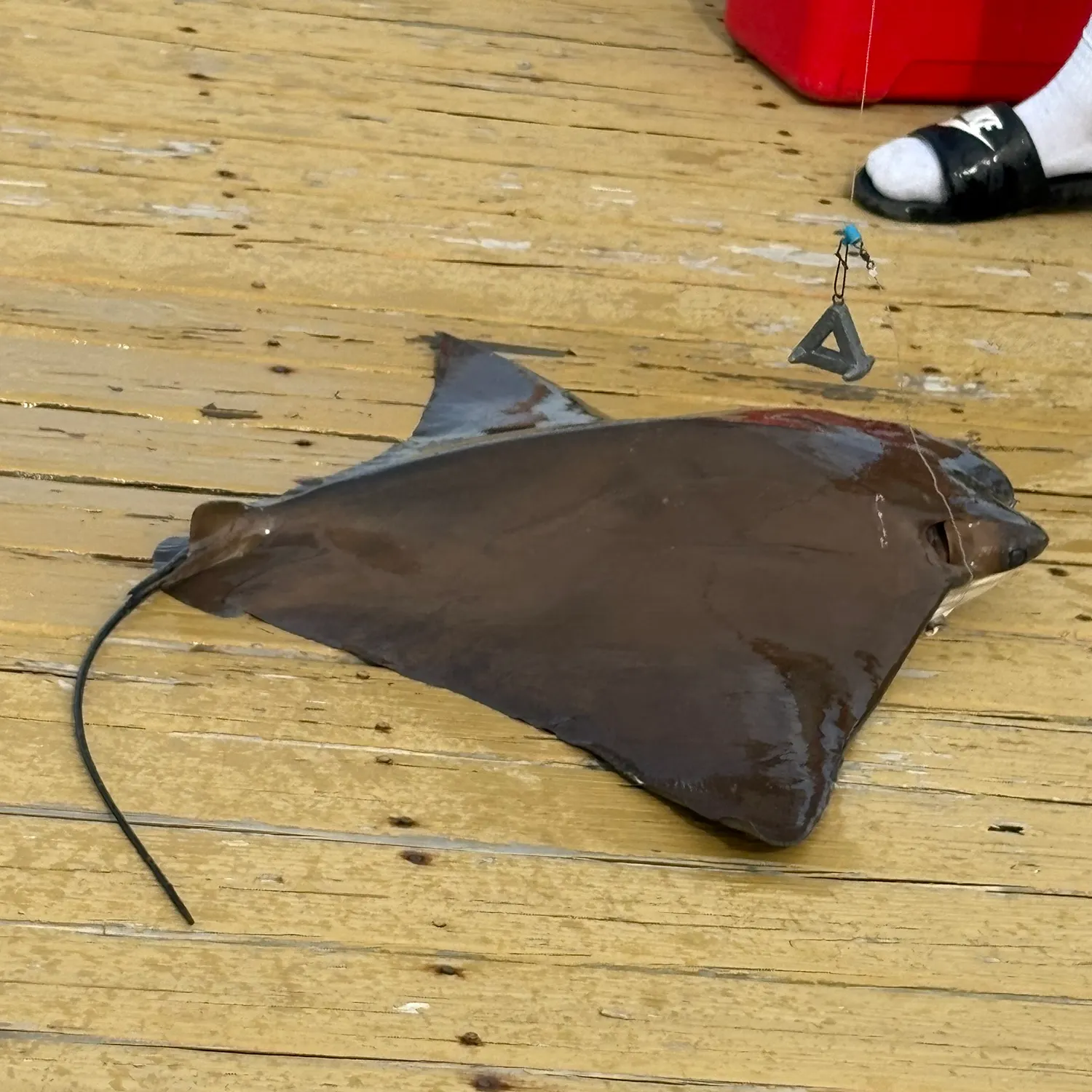 The most recent Cownose Ray catches on Fishbrain