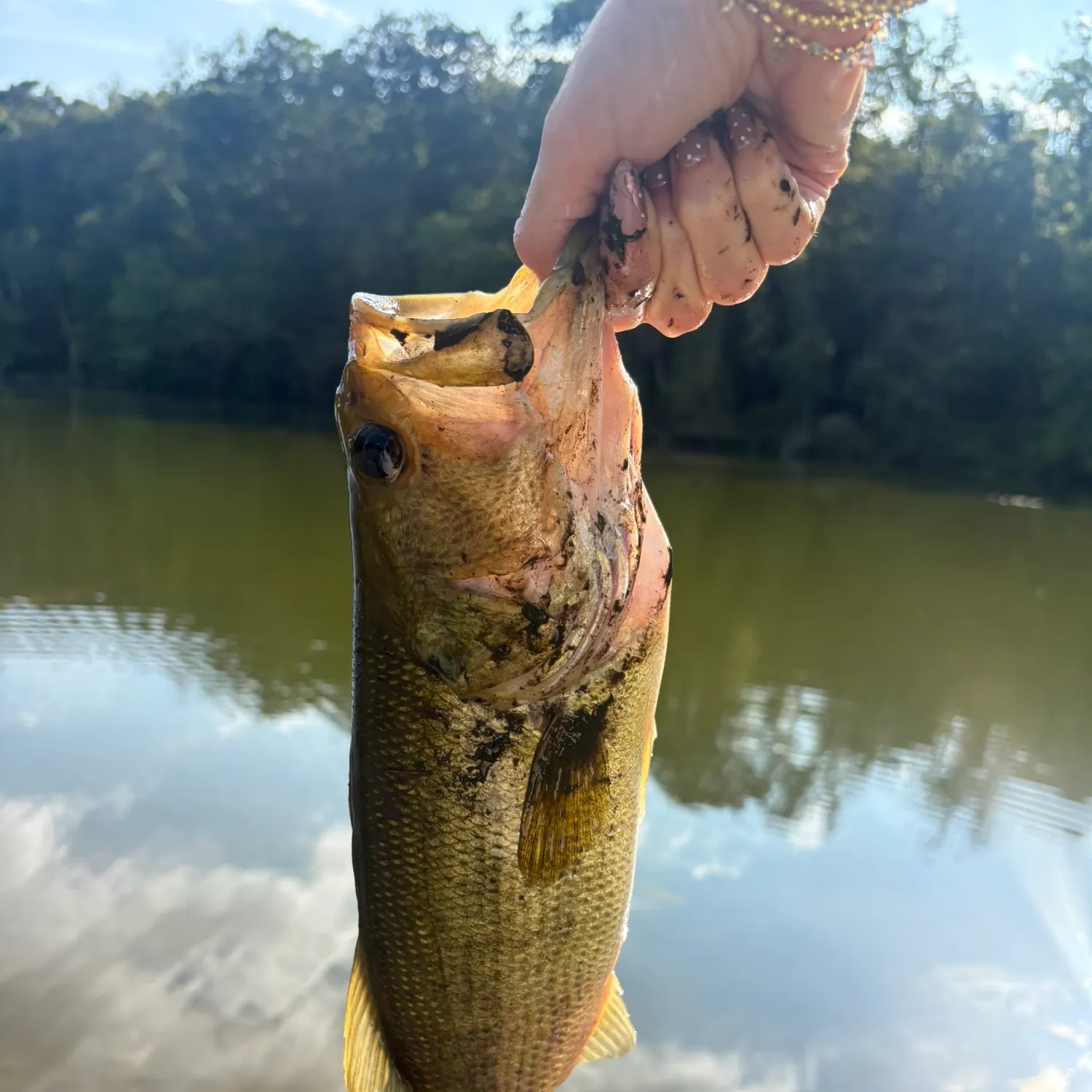 Largemouth bass caught on Fishbrain