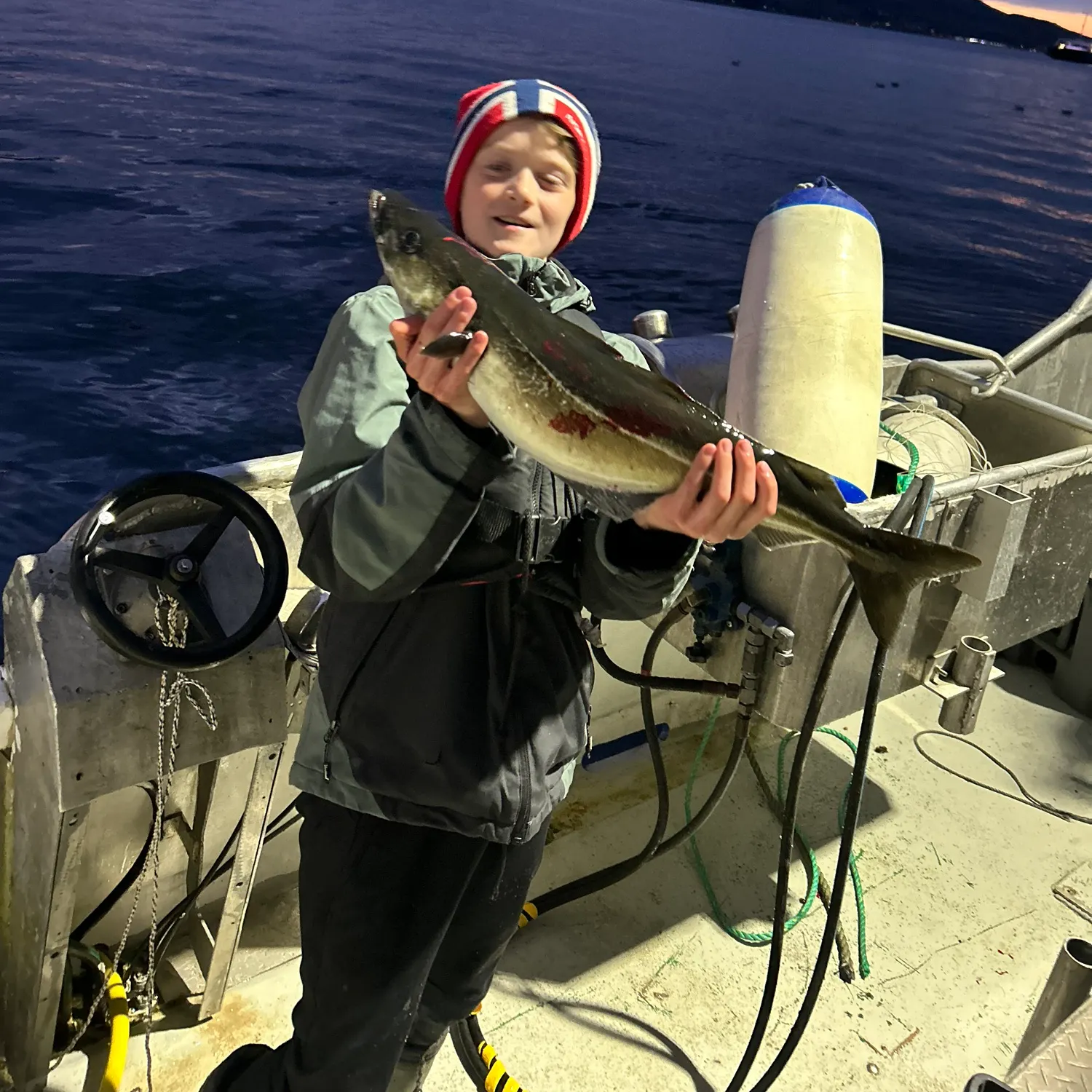 Atlantic pollock caught on Fishbrain