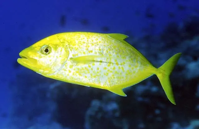 Orangespotted trevally