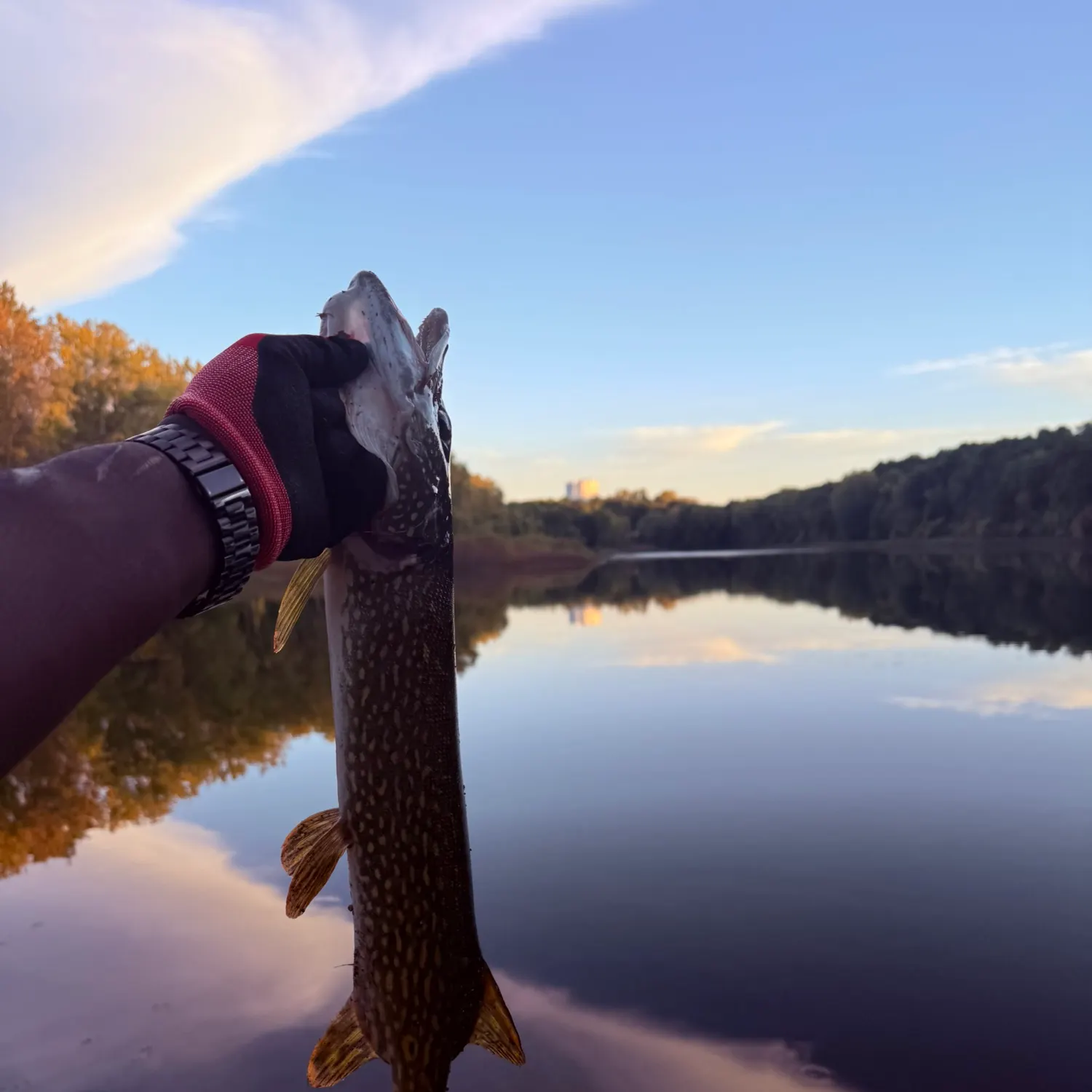 Northern pike caught on Fishbrain