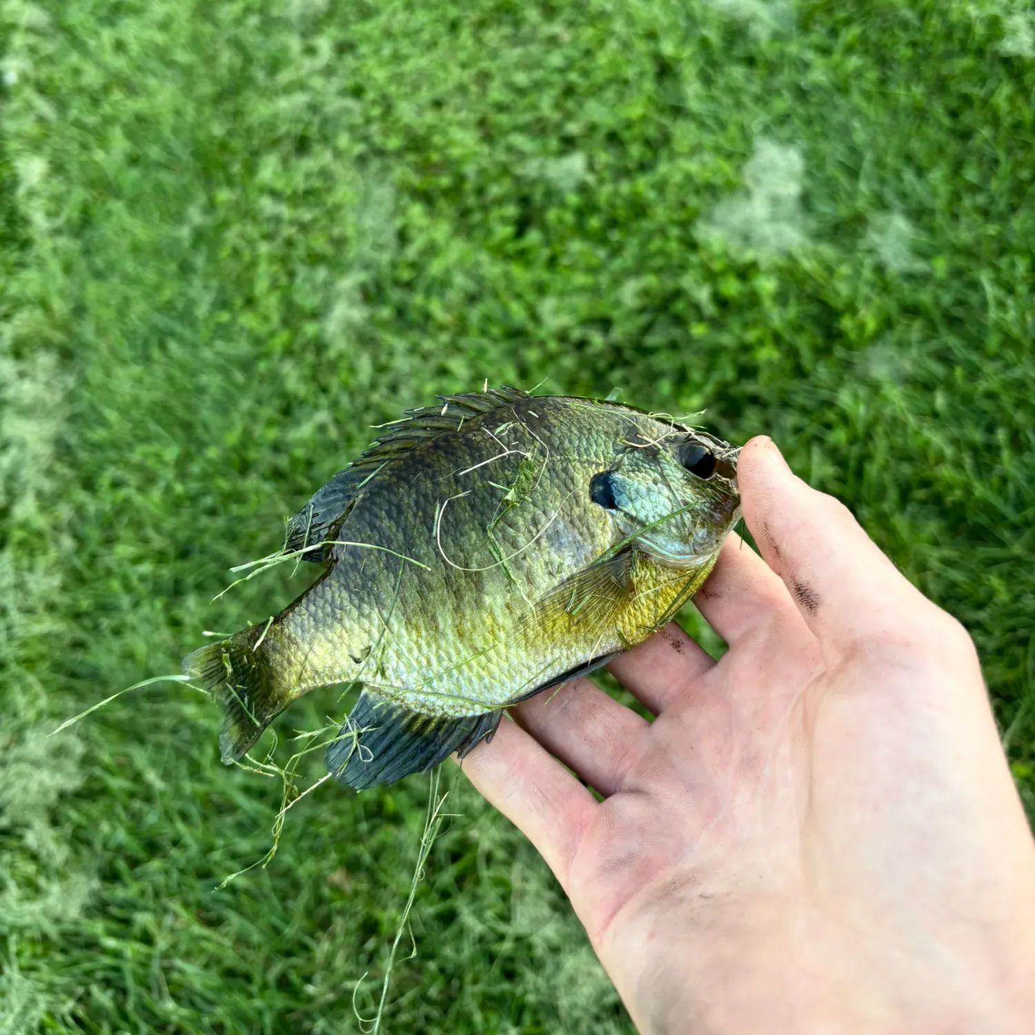 Bluegill caught on Fishbrain