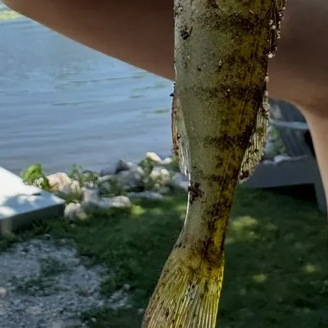 Yellow perch caught on Fishbrain