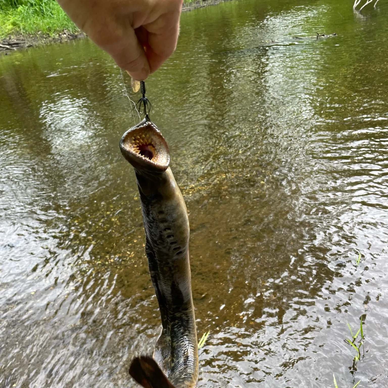 The most recent Sea lamprey catches on Fishbrain