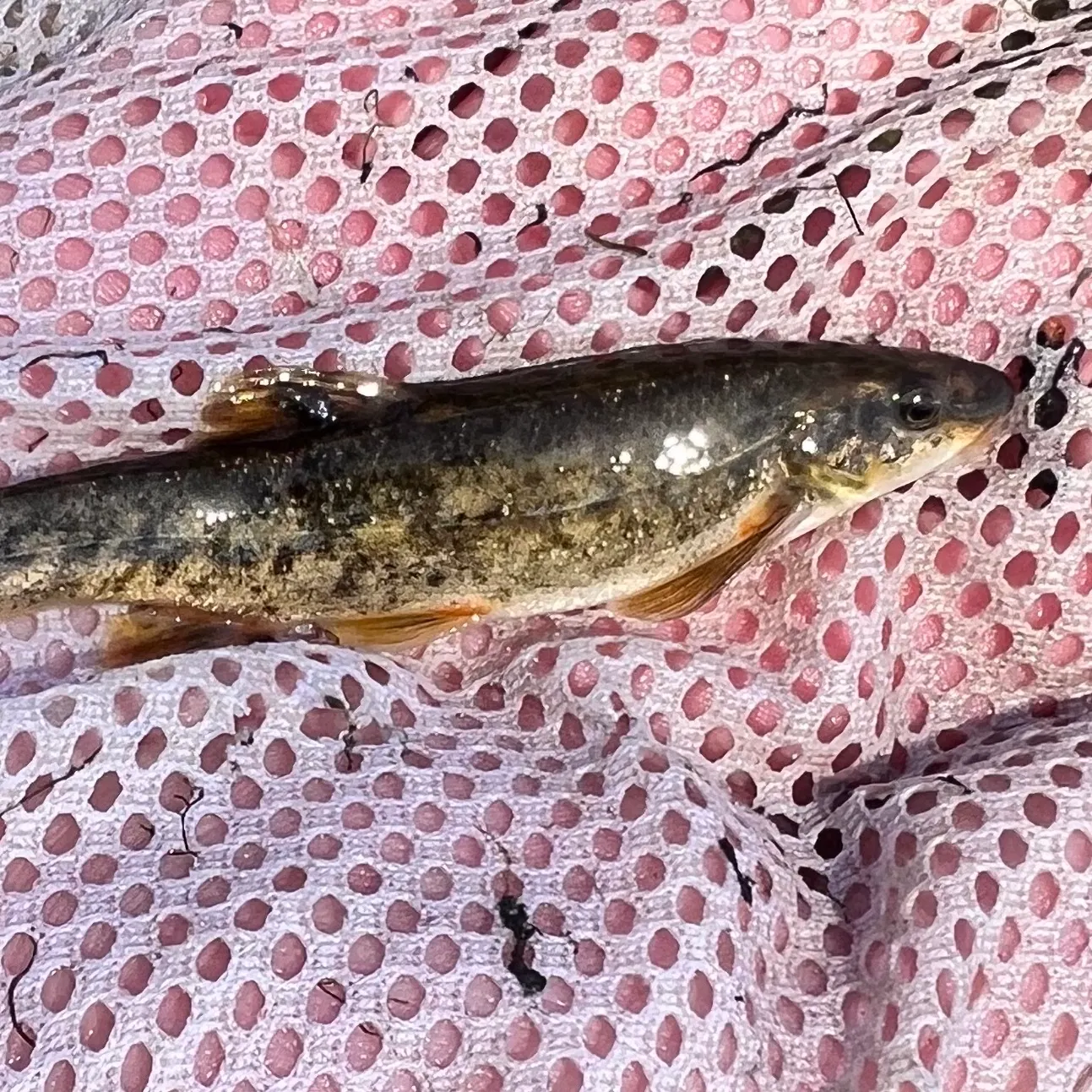 The most recent Speckled dace catches on Fishbrain
