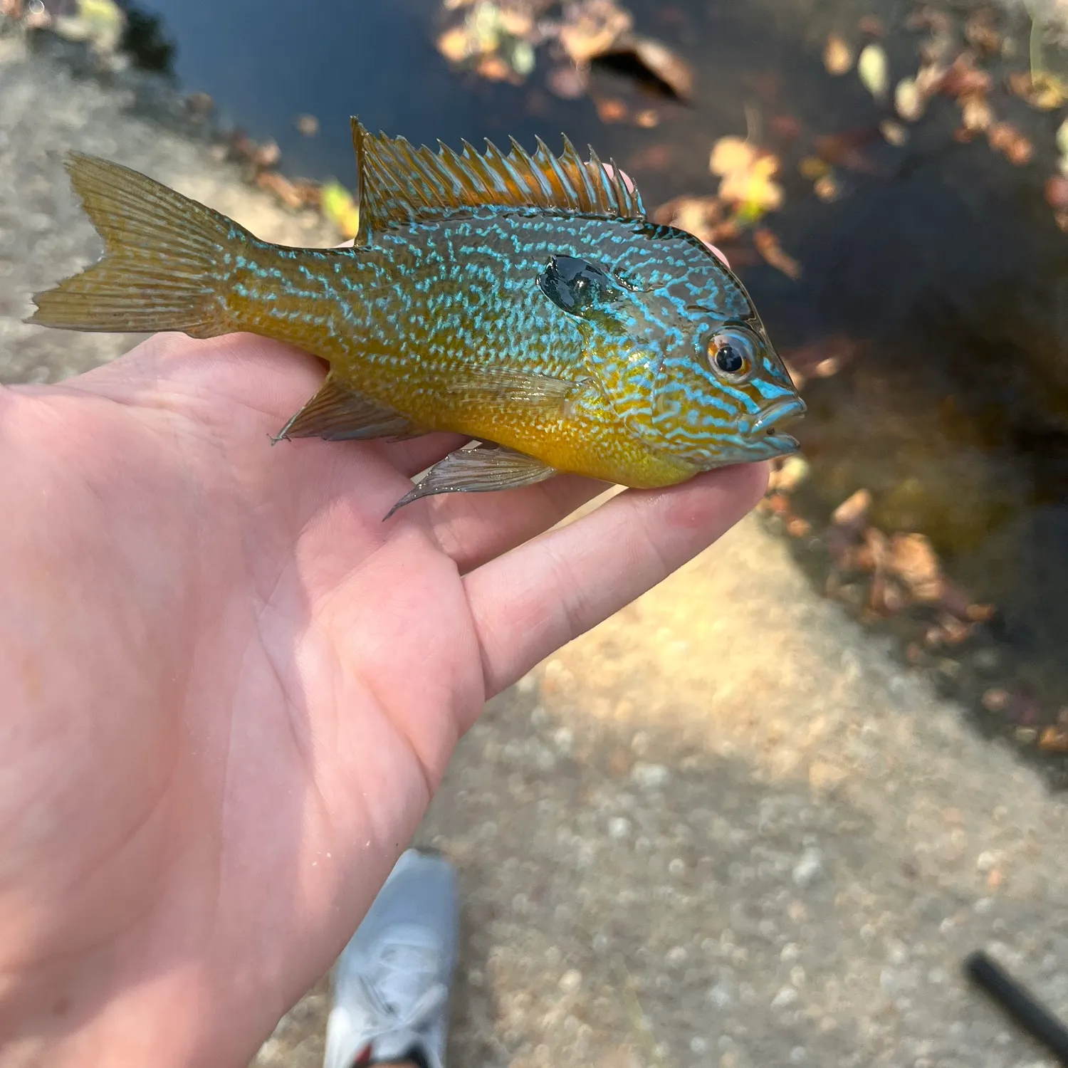Longear sunfish caught on Fishbrain