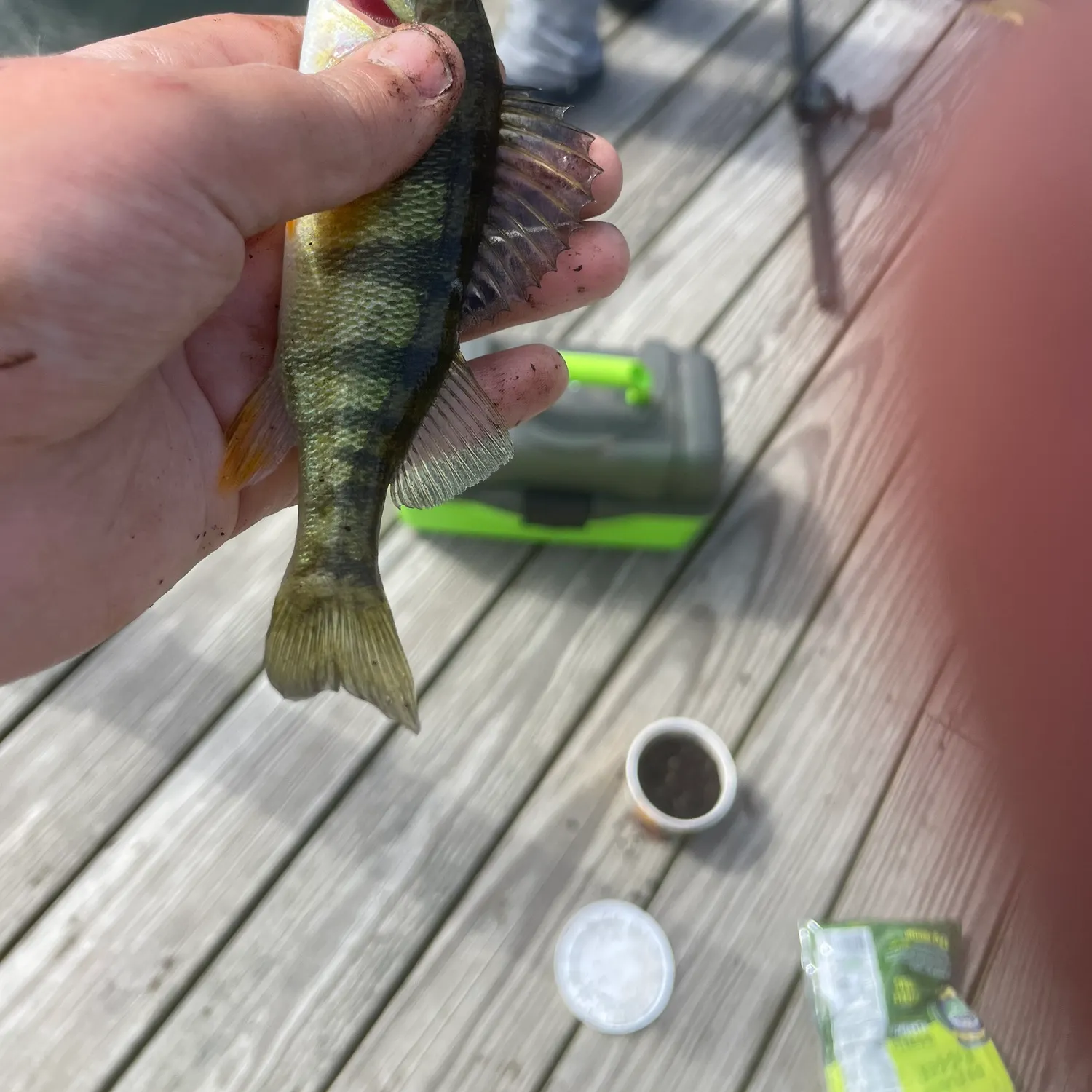 Yellow perch caught on Fishbrain