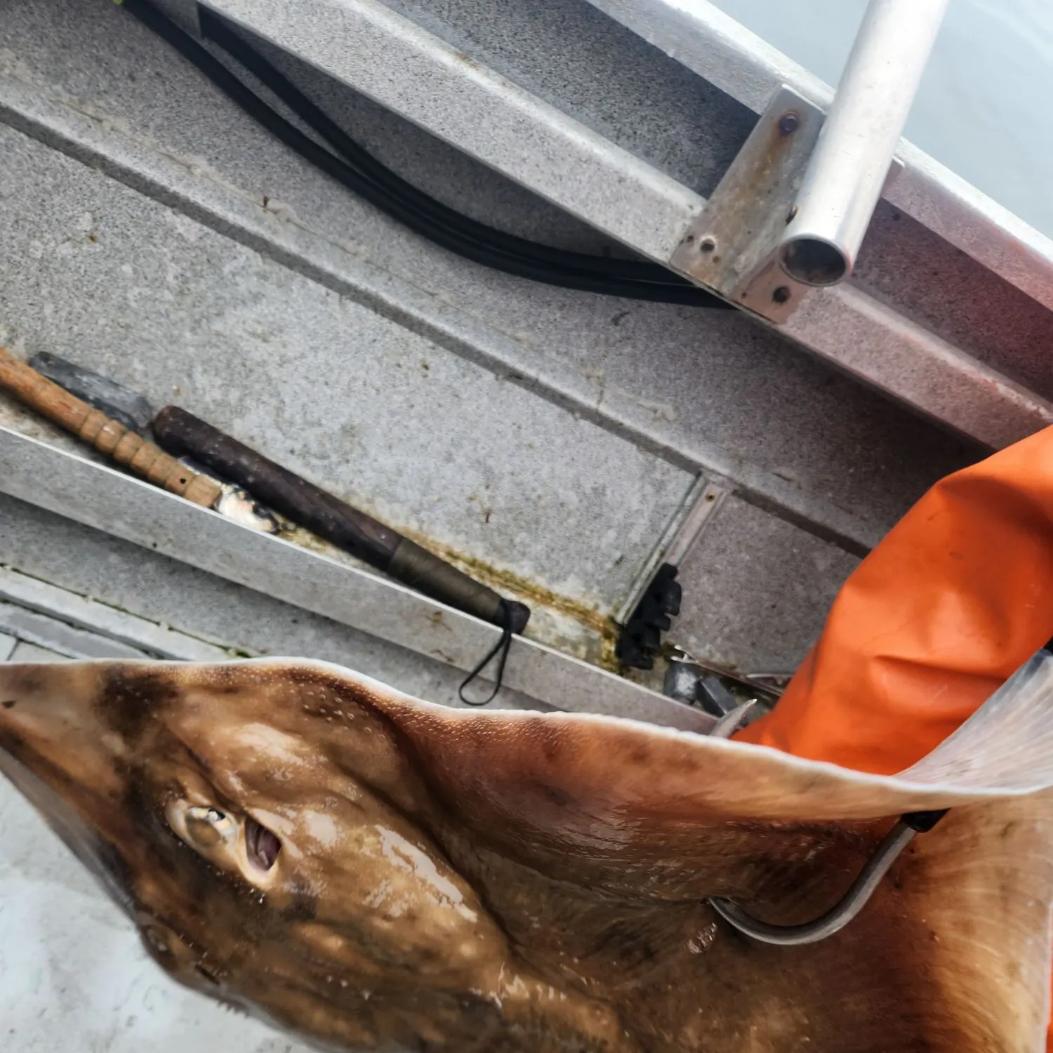 The most recent Longnosed skate catches on Fishbrain