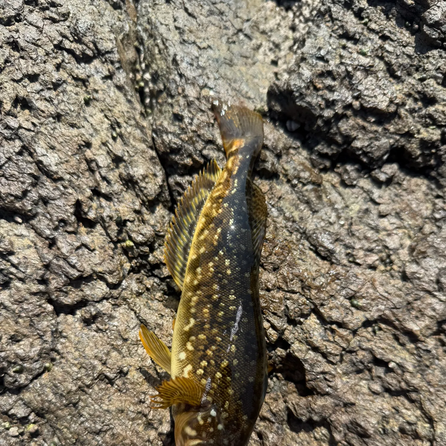 The most recent Whitespotted greenling catches on Fishbrain