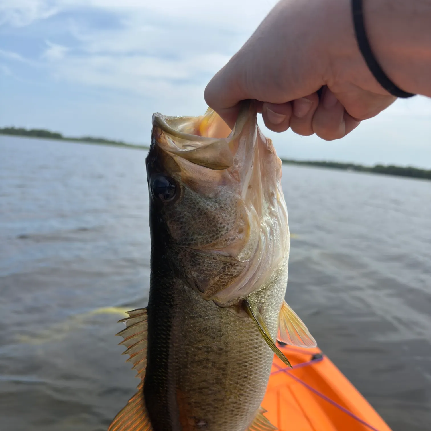 angler catch