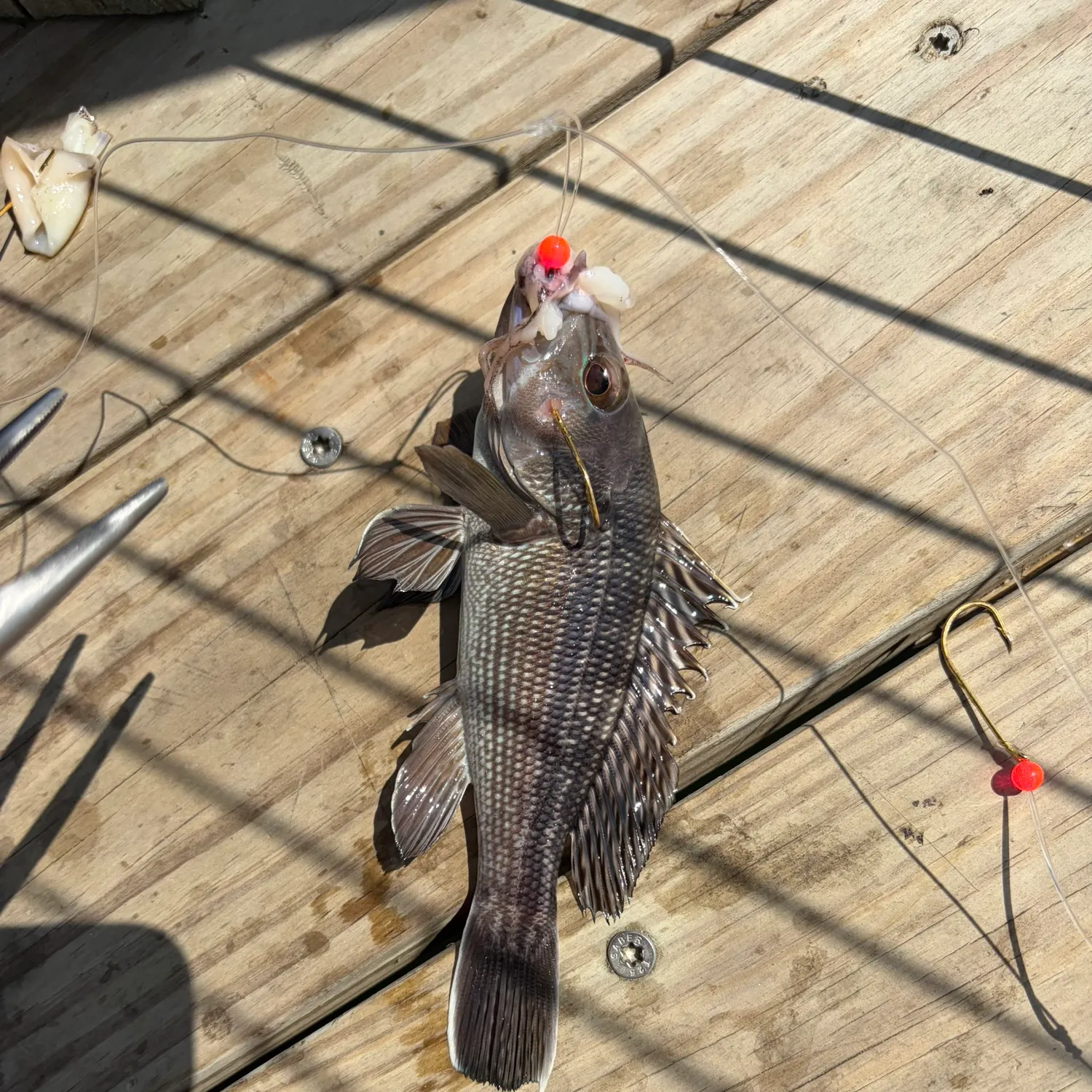 Black sea bass caught on Fishbrain
