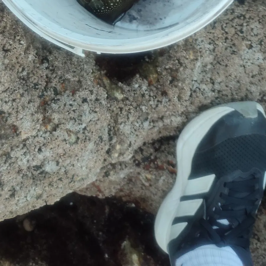The most recent Common cuttlefish catches on Fishbrain