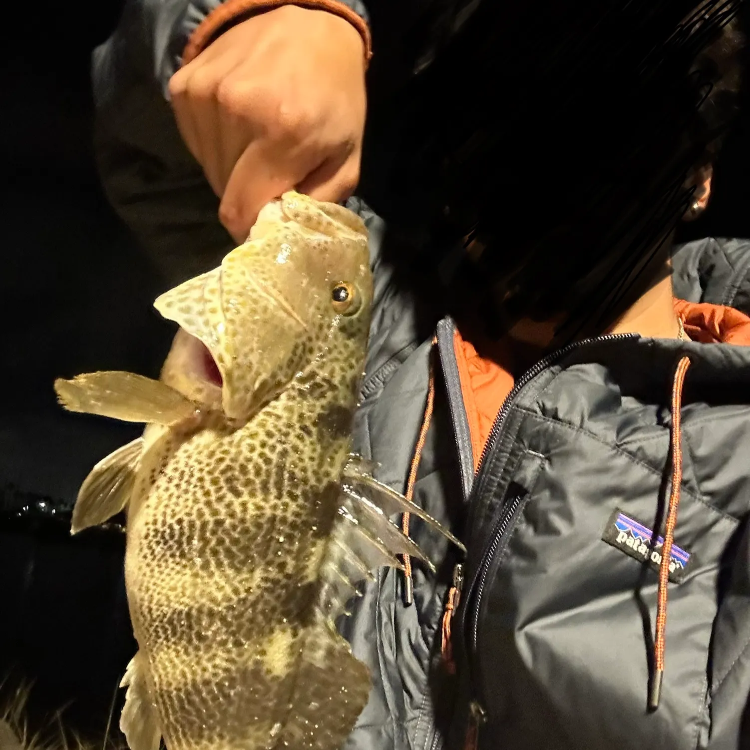 The most recent Spotted sand bass catches on Fishbrain