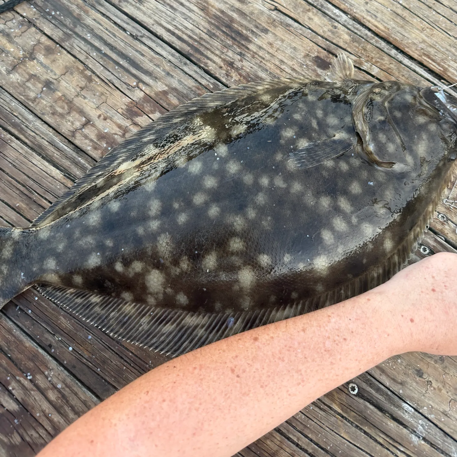 Summer flounder caught on Fishbrain