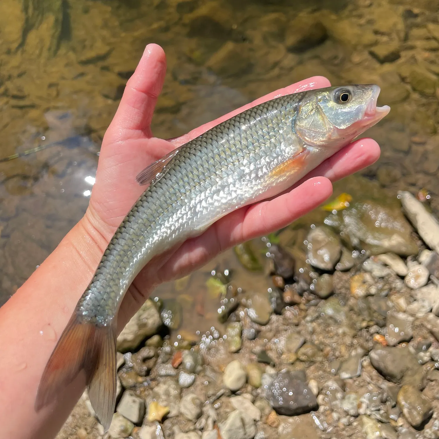 Fallfish caught on Fishbrain