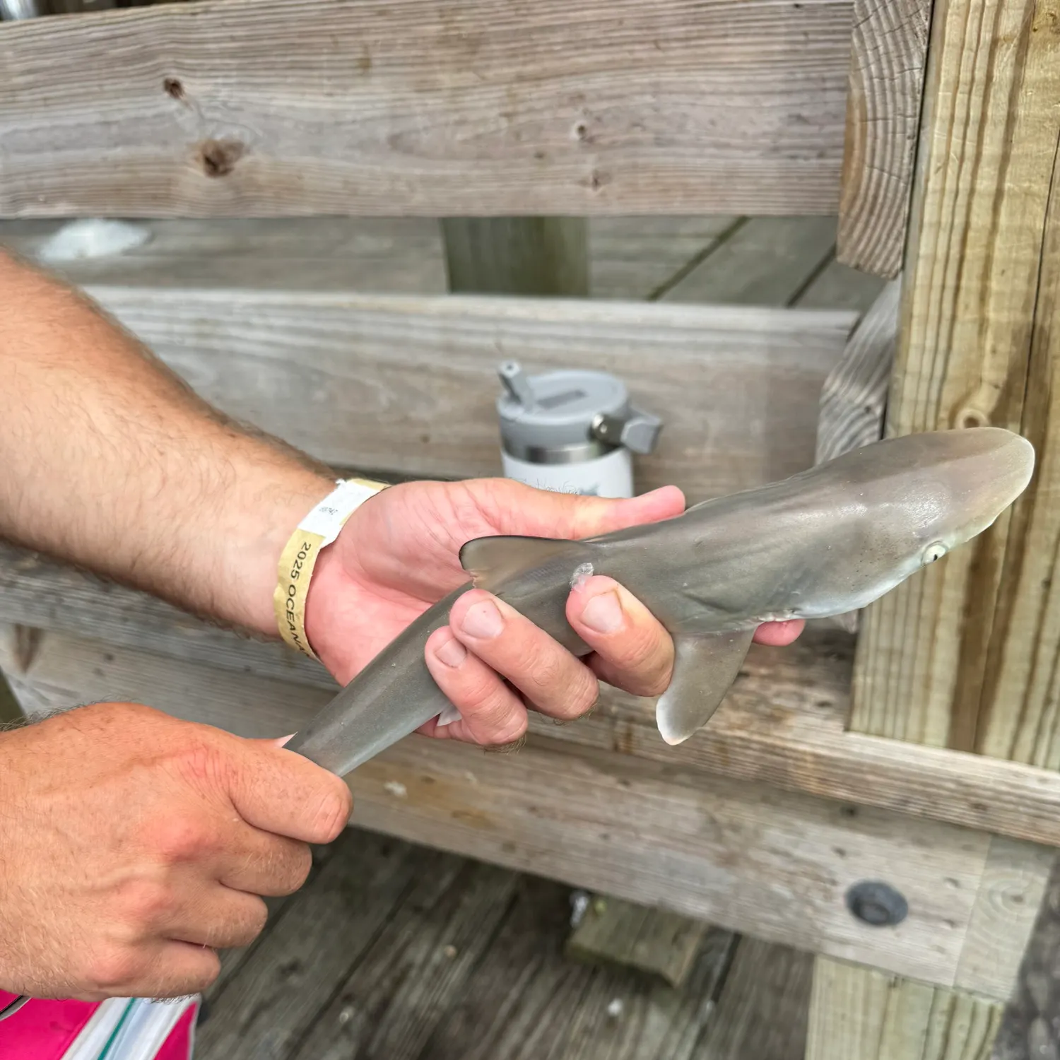 The most recent Atlantic sharpnose shark catches on Fishbrain