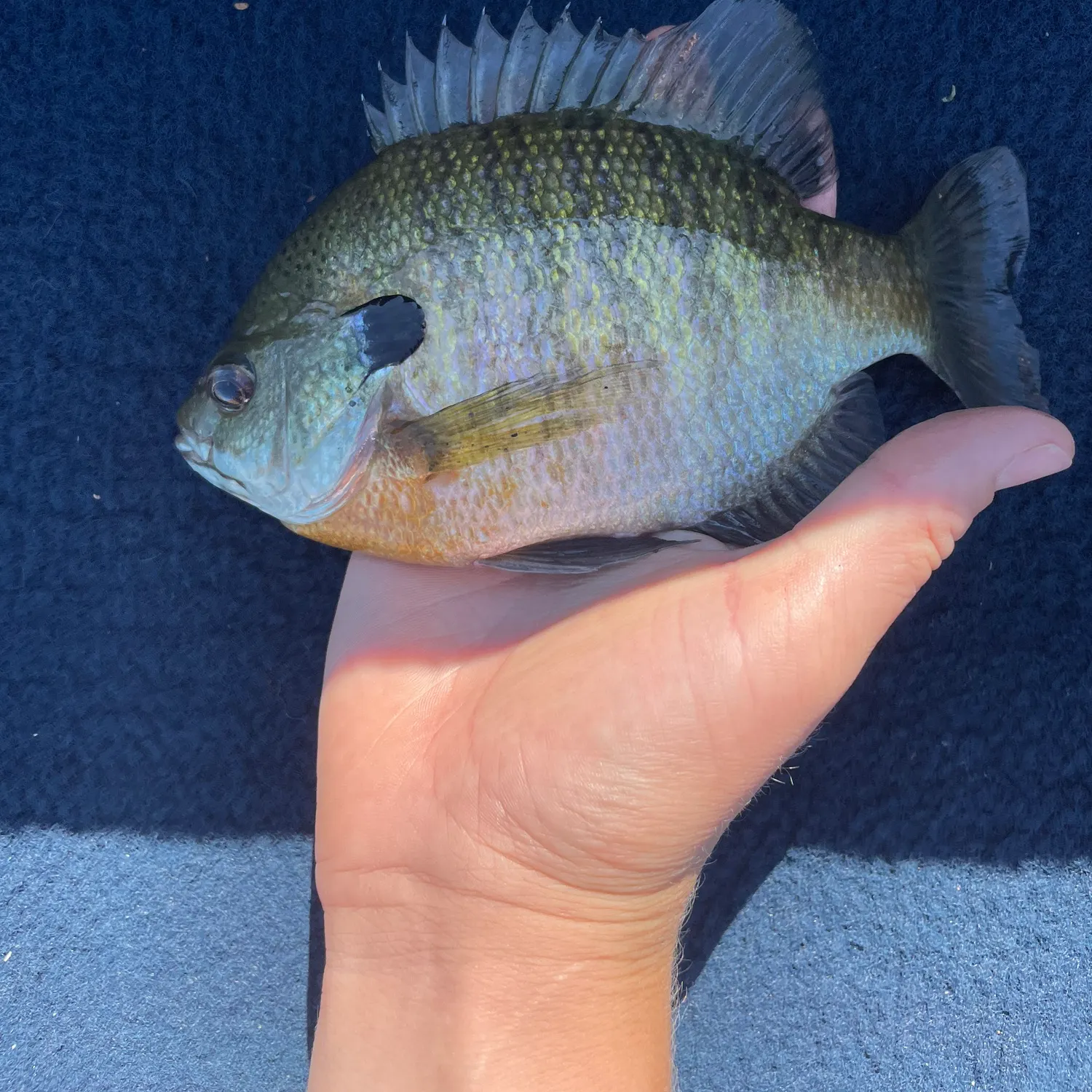 Bluegill caught on Fishbrain