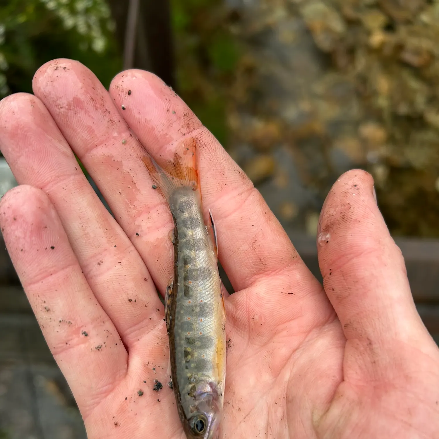 Brook trout caught on Fishbrain