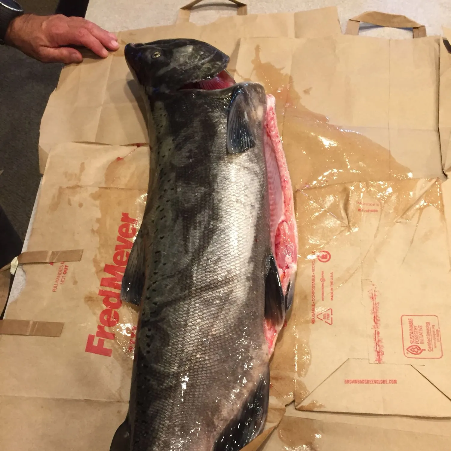 recently logged catches