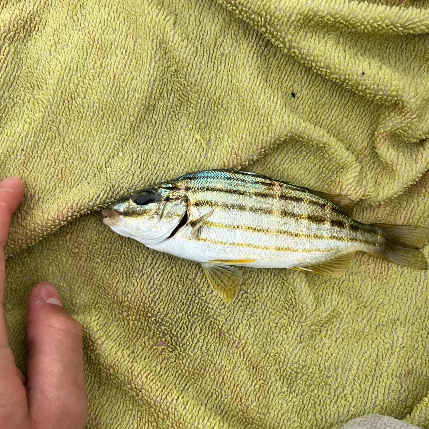 The most recent Eastern striped grunter catches on Fishbrain