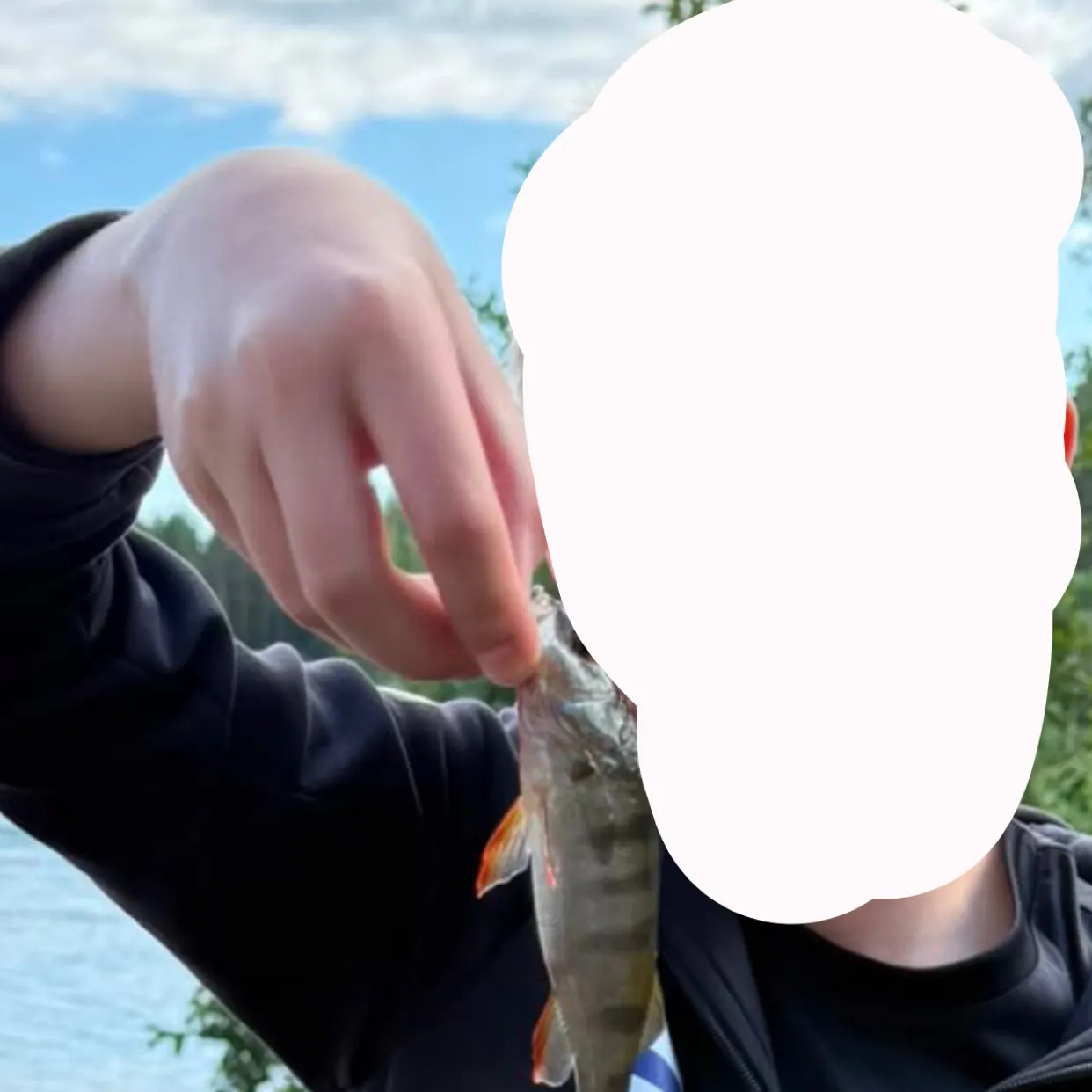 European perch caught on Fishbrain