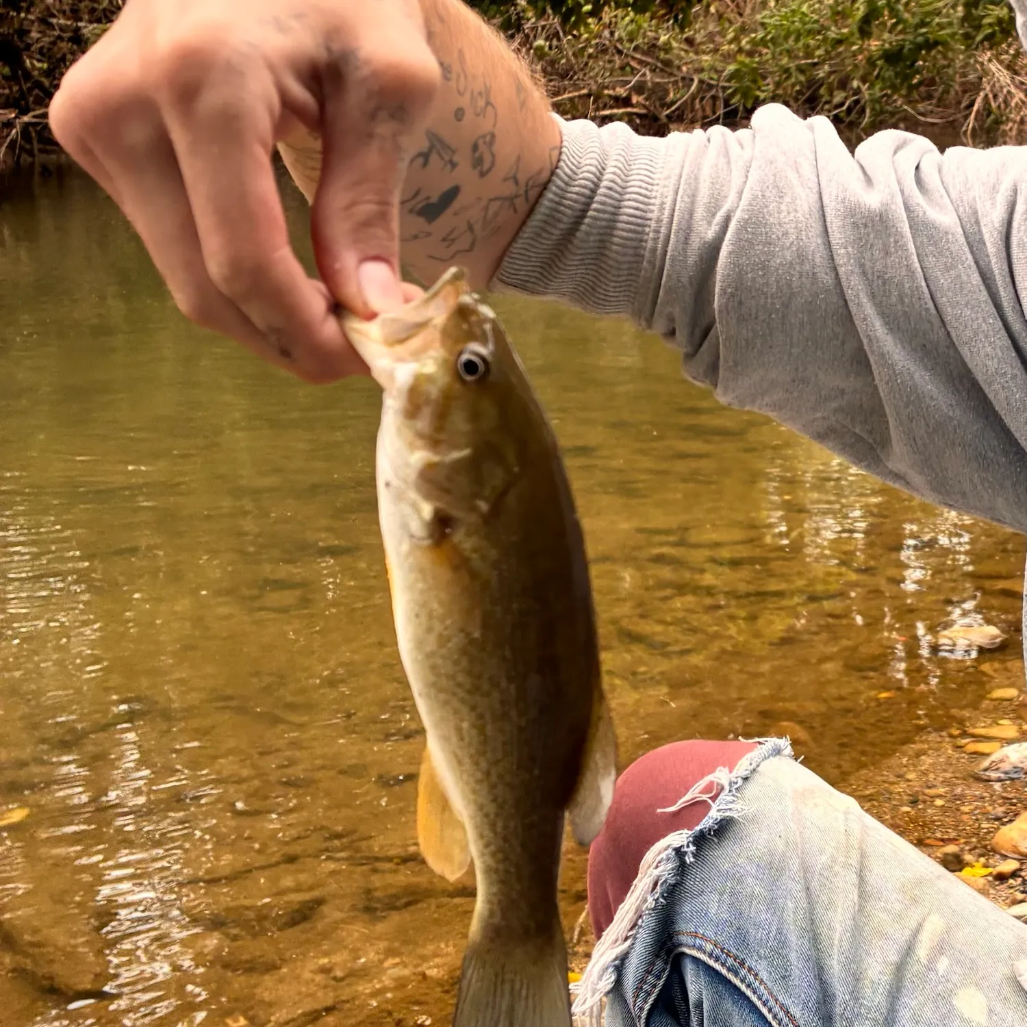 Smallmouth bass caught on Fishbrain