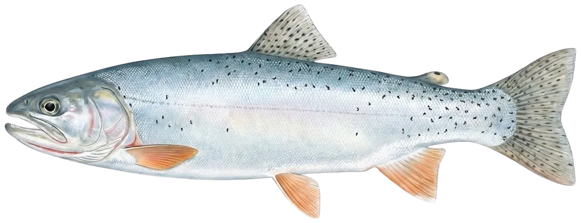 Bear Lake cutthroat trout