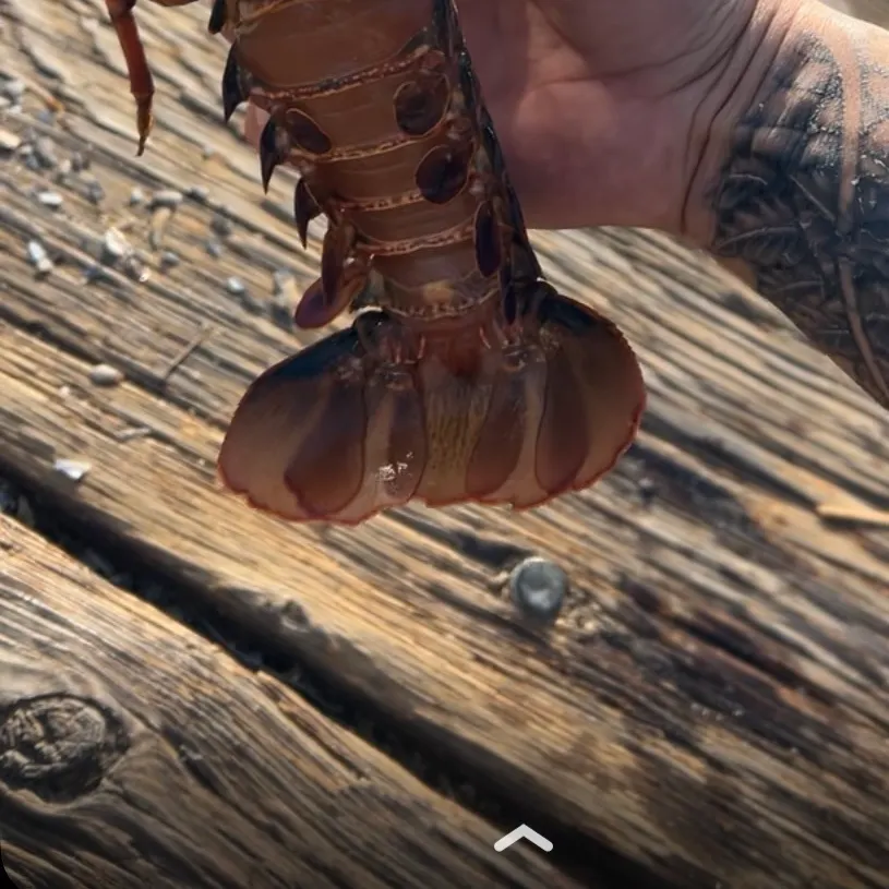 The most recent California spiny lobster catches on Fishbrain