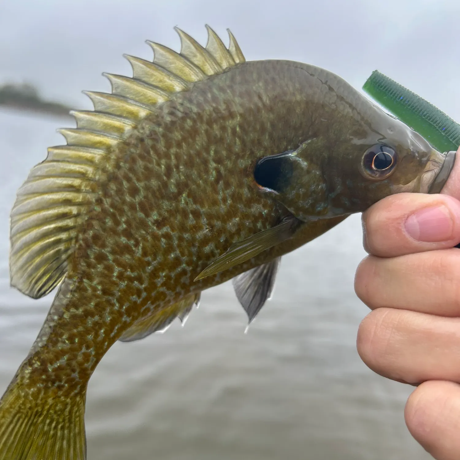 Greengill hybrid caught on Fishbrain