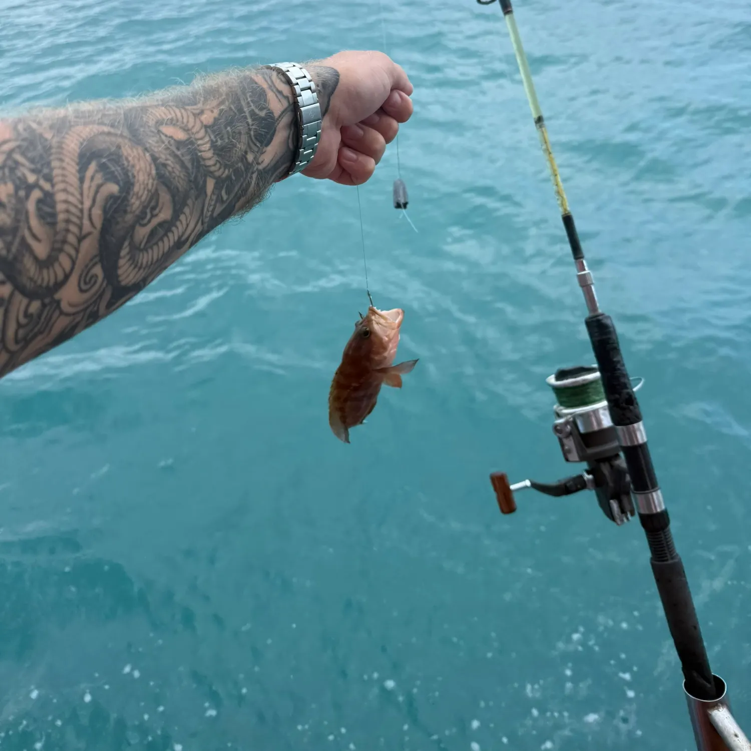 Mangrove snapper caught on Fishbrain