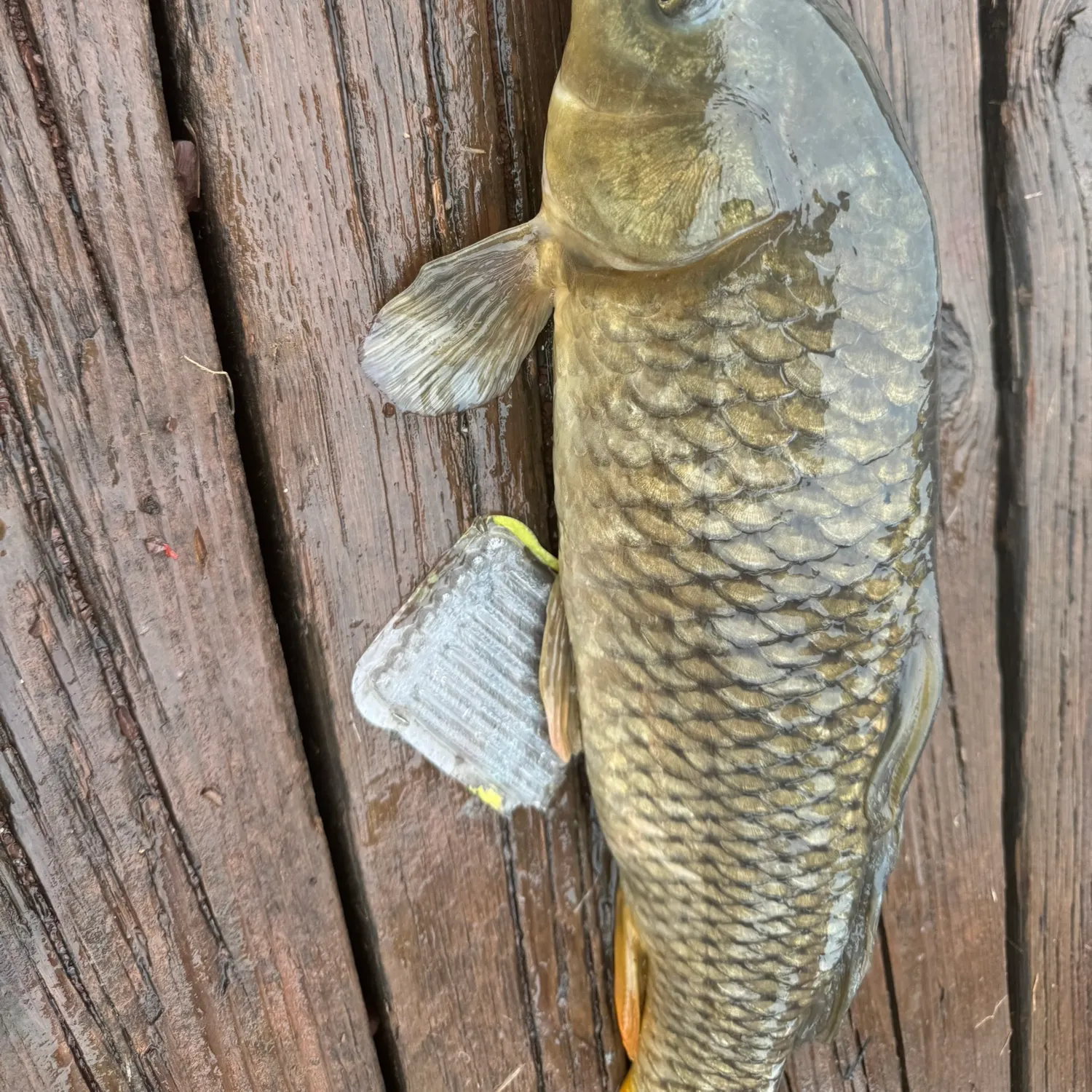Common carp caught on Fishbrain
