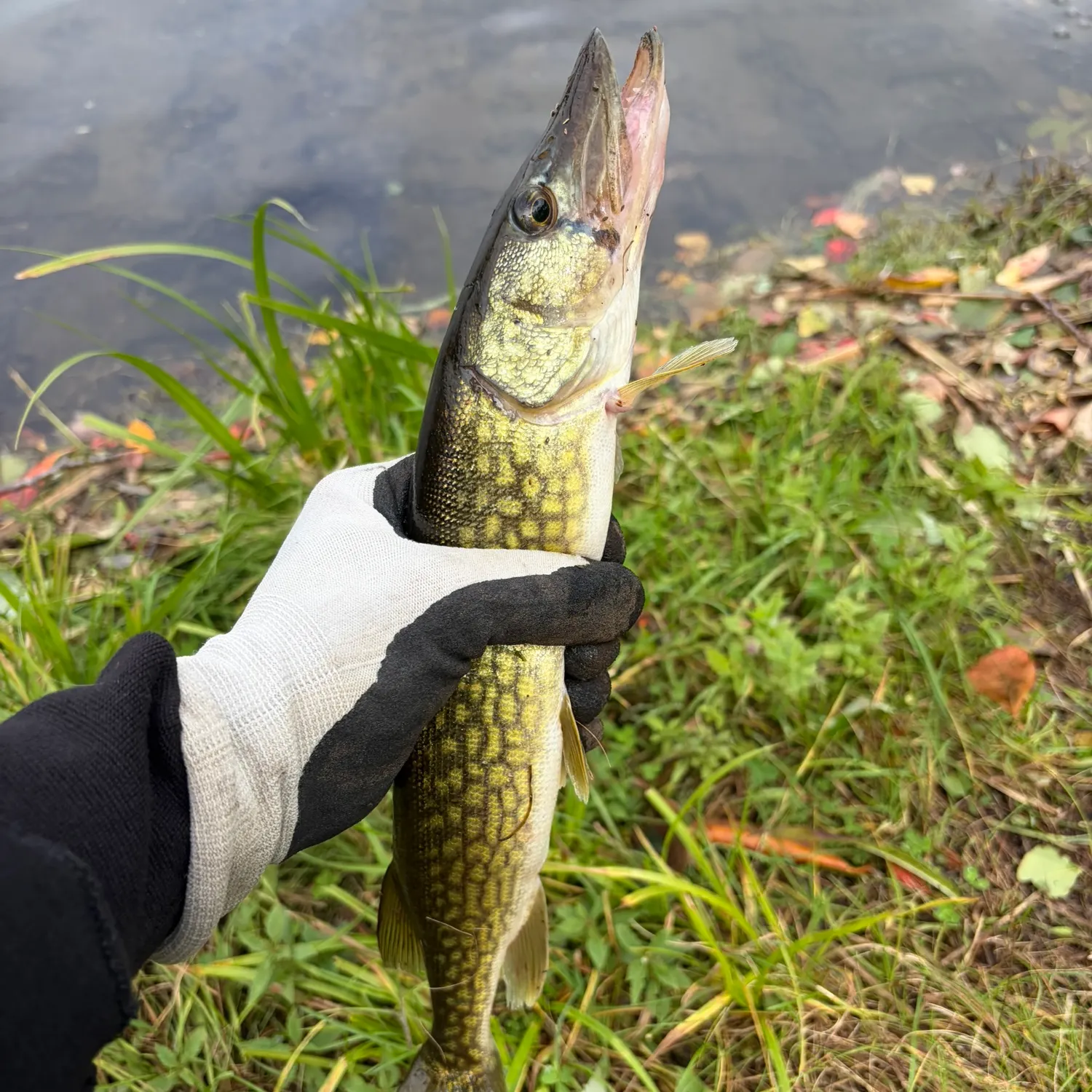 Chain pickerel caught on Fishbrain