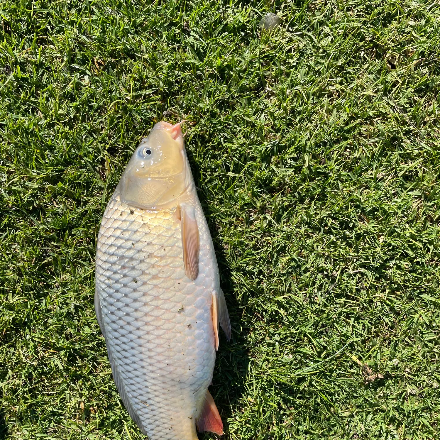 Common carp caught on Fishbrain