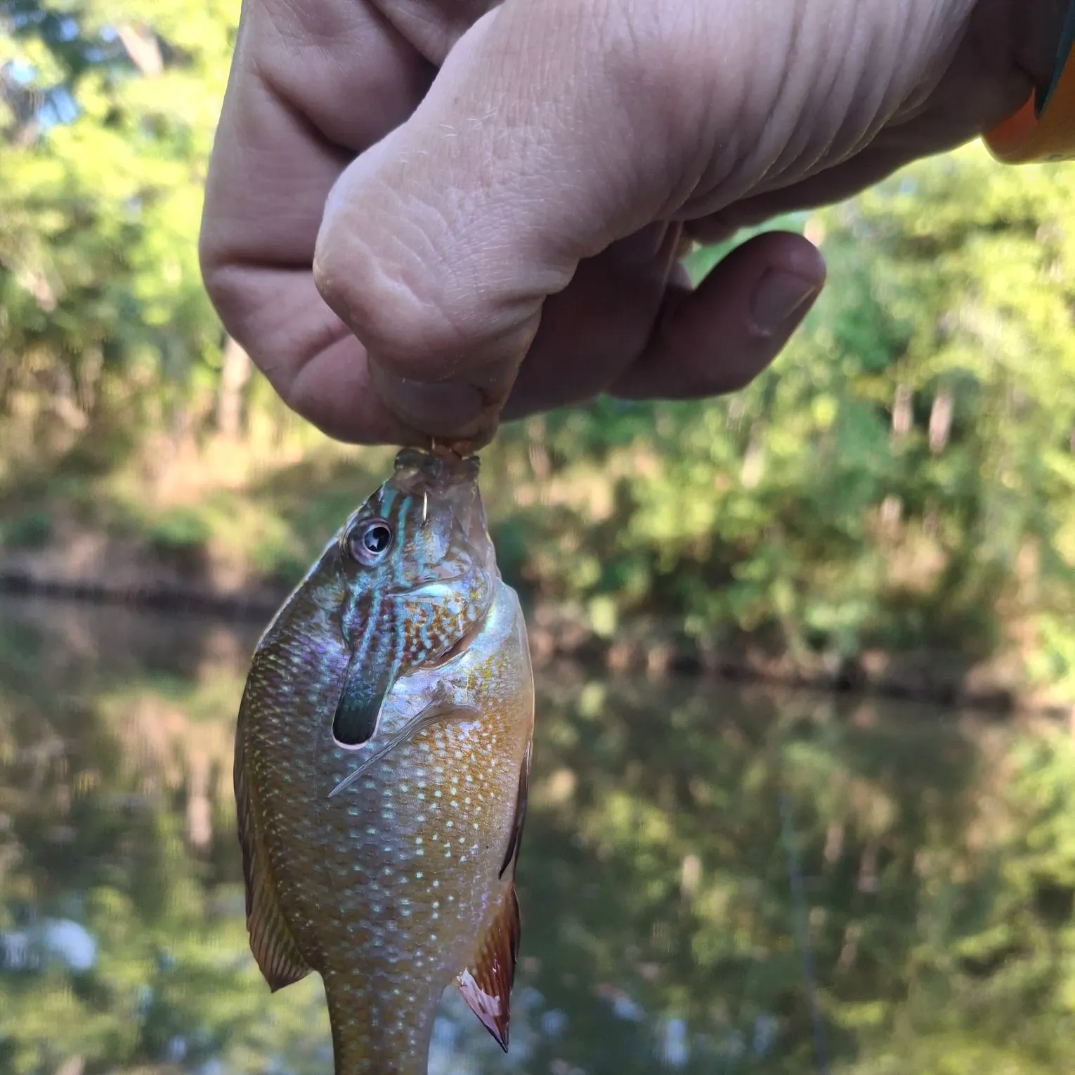 Longear sunfish caught on Fishbrain