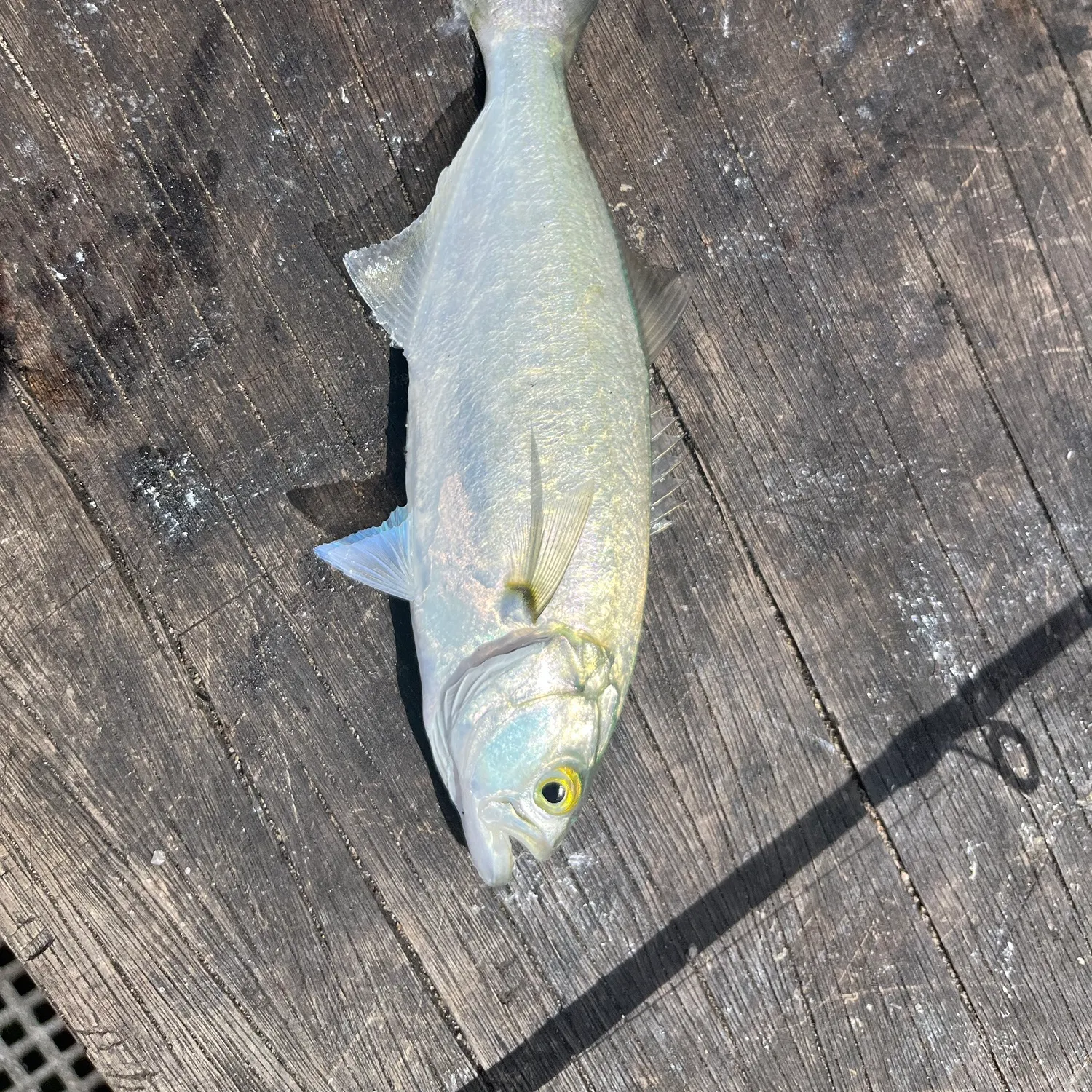 Bluefish caught on Fishbrain