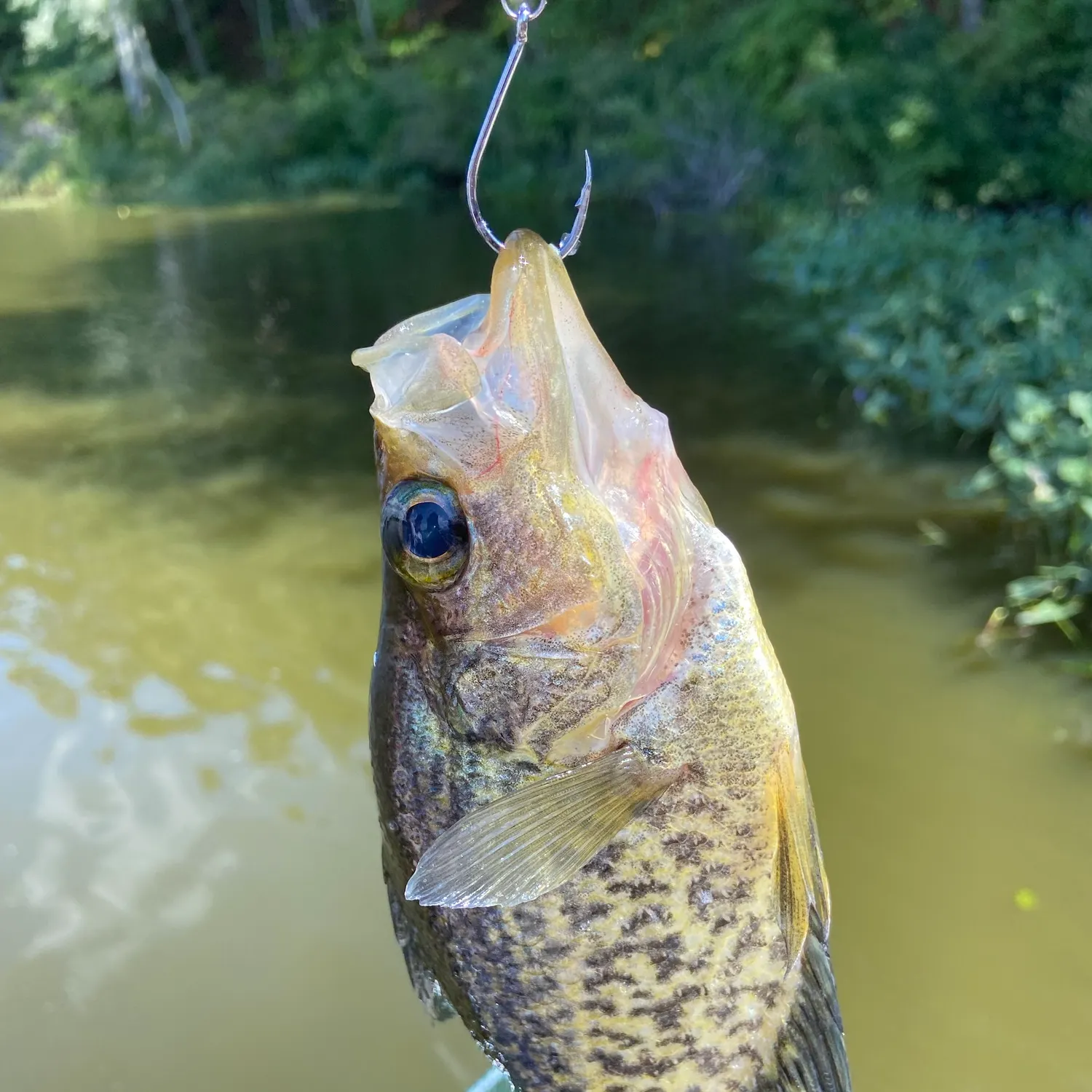 Black crappie caught on Fishbrain