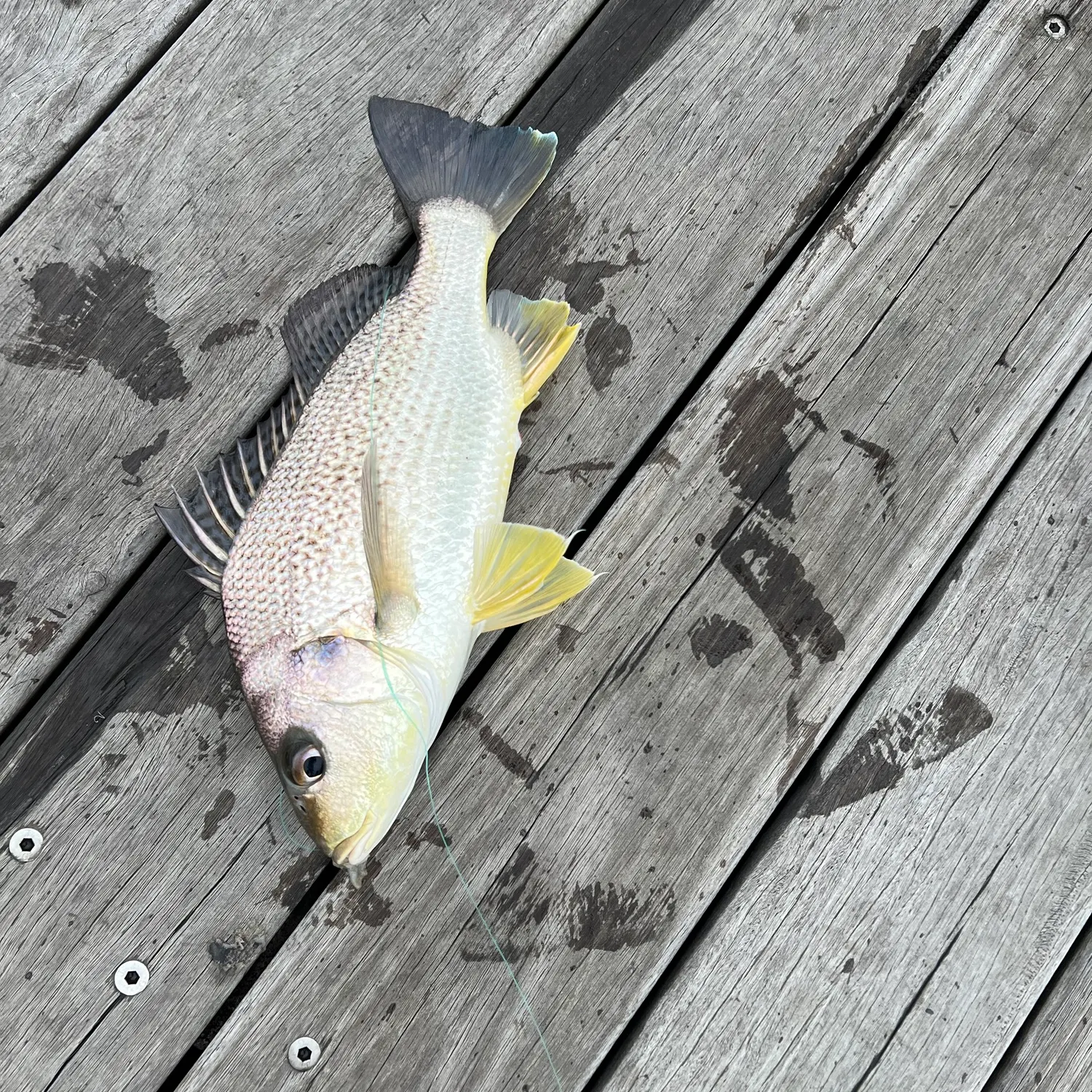 Silver grunt caught on Fishbrain