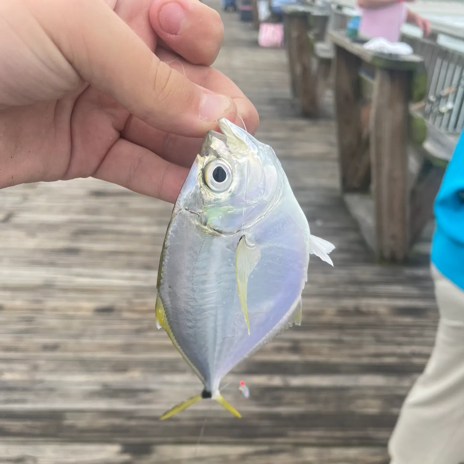 Atlantic bumper caught on Fishbrain
