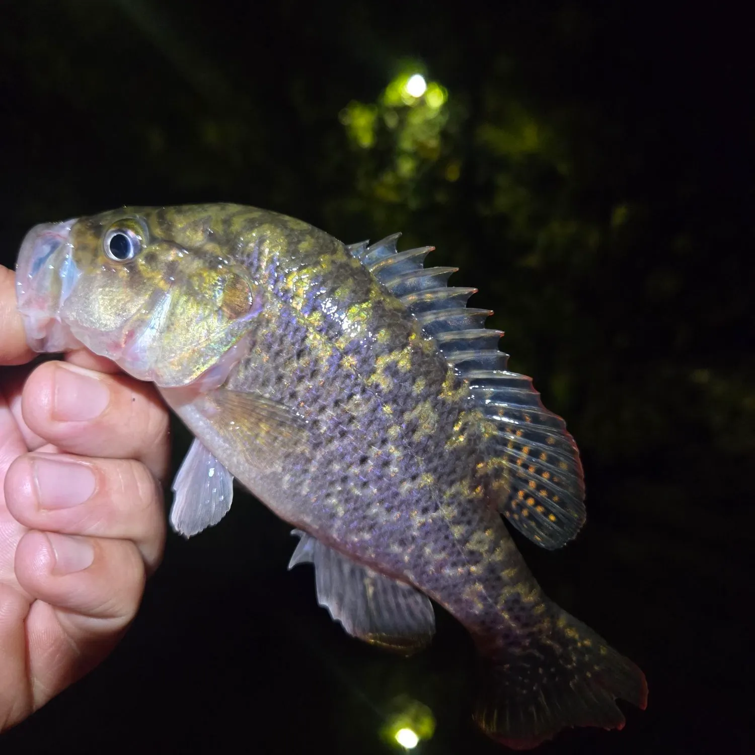 Warmouth caught on Fishbrain